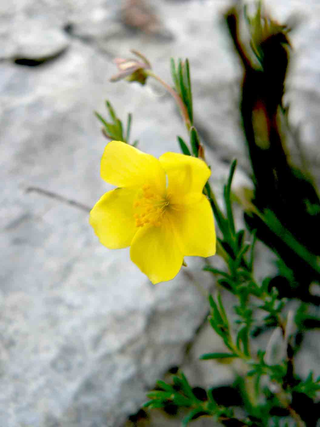 Fumana sp.